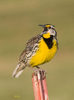 Meadowlark