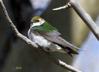 Violet Green Swallow